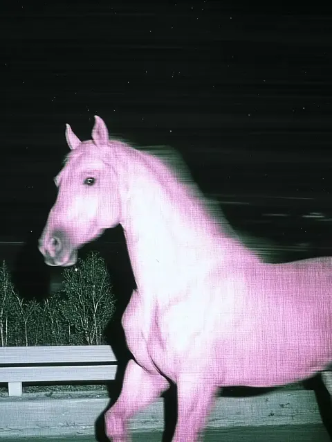 CCTV Horse Gallop Night