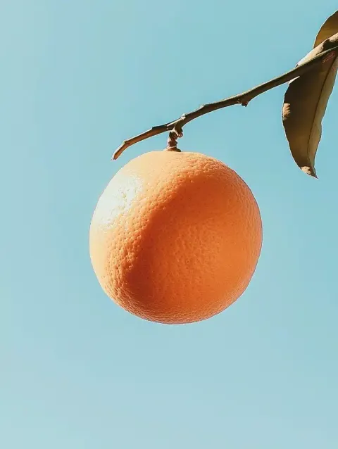 Orange Close-Up Photography