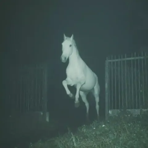 Cinematic White Horse Leap