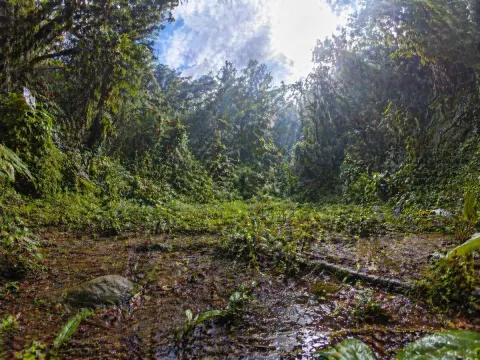 Fisheye Rainforest Clearing Wonder