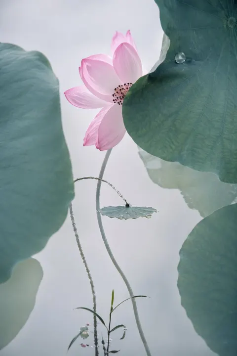 Cinematic Lotus Art