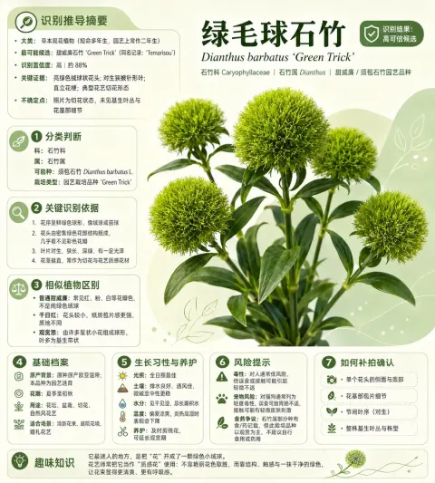 Green Trick Plant Infographic