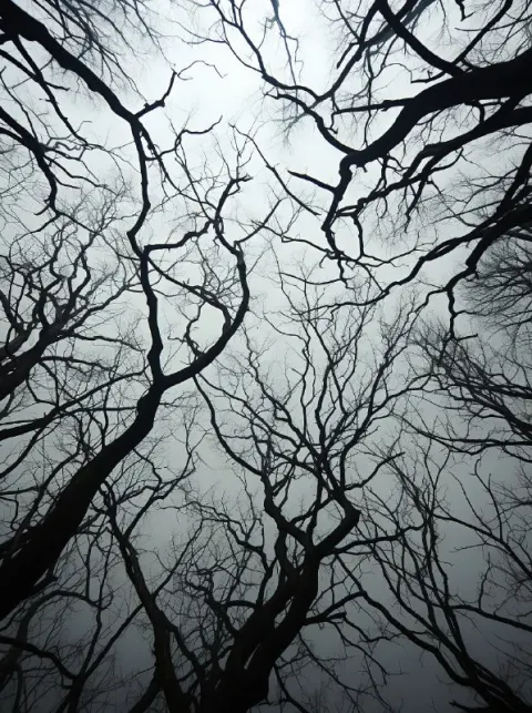 Tangled Trees Monochrome Symmetry Landscape