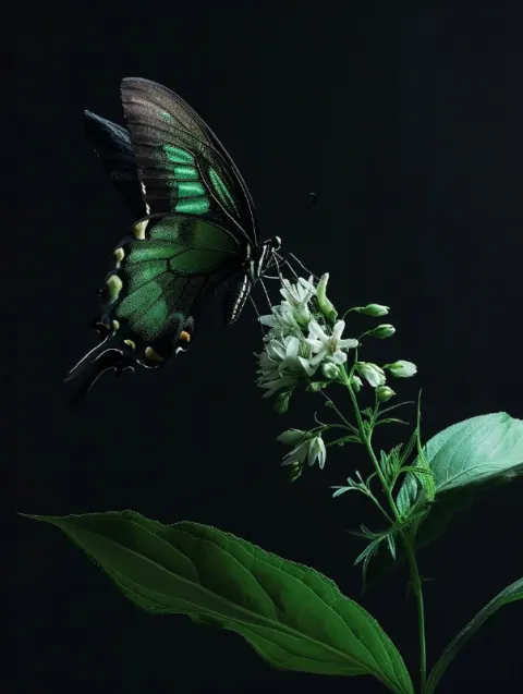 Emerald Swallowtail Butterfly on Translucent Flower