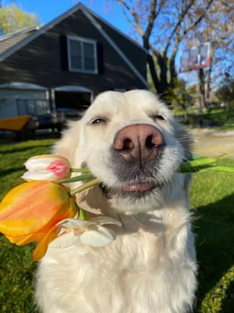 Dog Flower Portrait 8K Restoration
