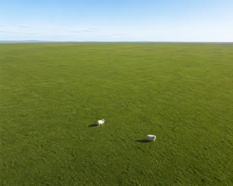 Vast Plain Two Sheep Grazing