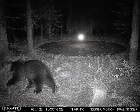 Night Vision Bear And Glowing Orb