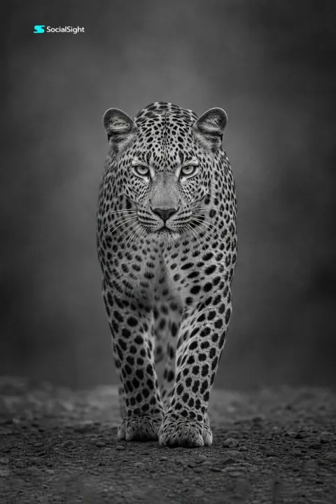 Majestic Leopard Wildlife Portrait