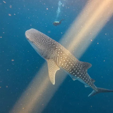 Whale Shark Deep Blue Encounter