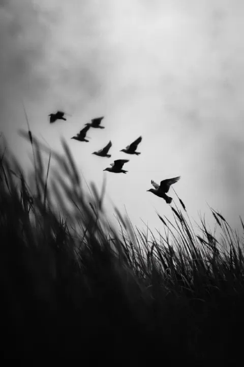 Nathan Wirth Style Winter Macro With Morning Birds