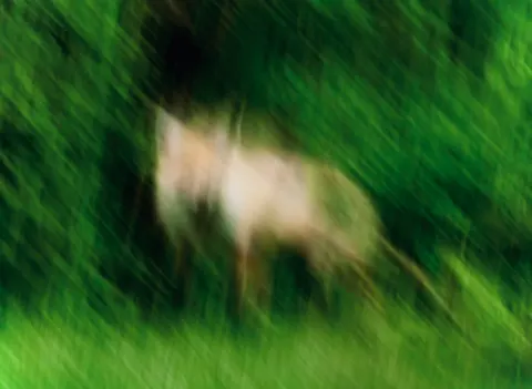 Blurred Deer in Forest