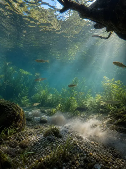 Clear Stream Fish And Springs