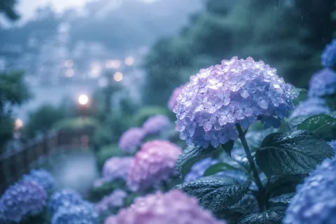 Hydrangeas in Rain