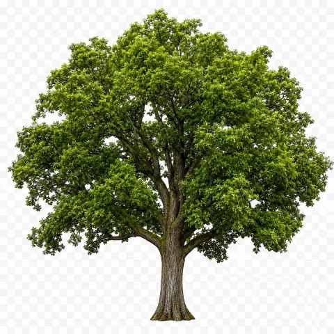 Realistic Tree PNG Asset