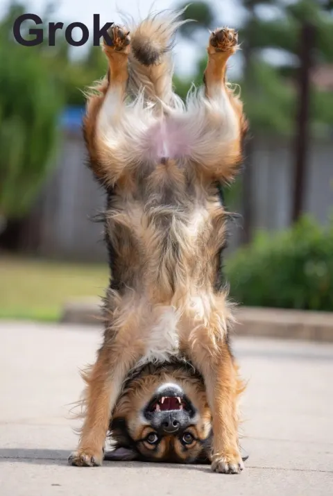 Shocked Animal Handstand Walk