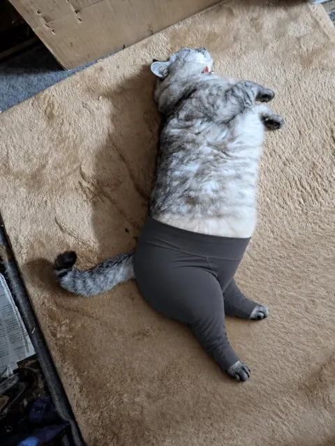 Cat Yoga Pants Edit