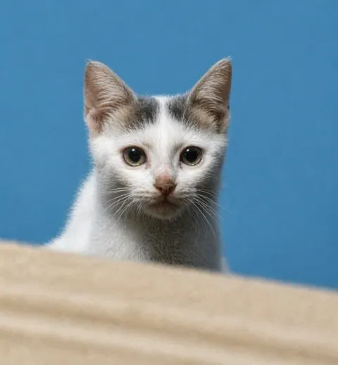 Kitten Portrait Restoration