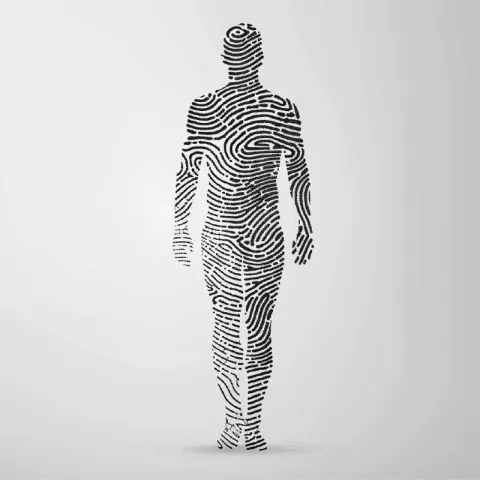 Fingerprint Pattern Human Body Black and White Vector