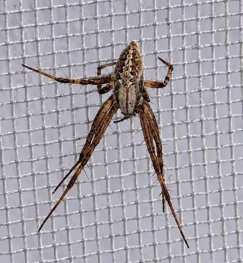 Macro Spider Close-Up Detail