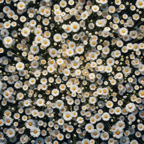 Overhead View of Daisy Field Realistic Wide Shot