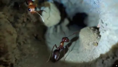 Prompt: Ant nest POV
