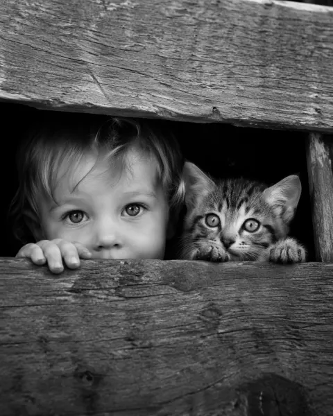 Toddler and Kitten Peeking From Crate