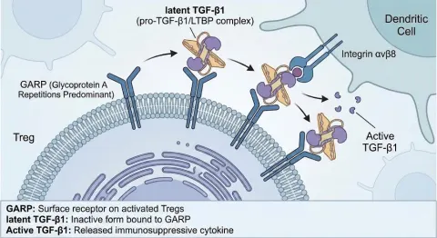 GARP Biology in Treg Cells