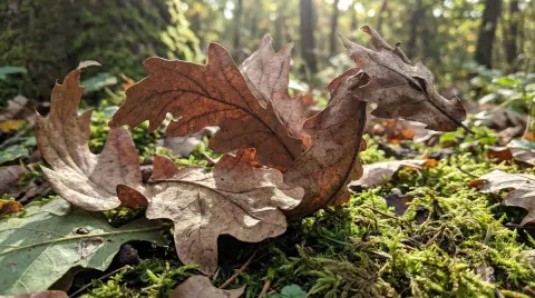 Dragon-Shaped Leaf Discovery