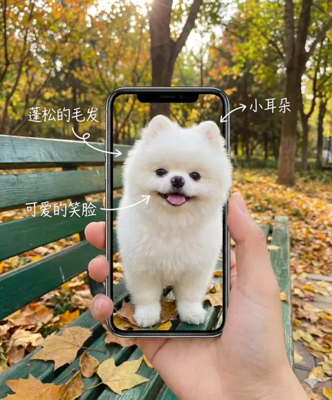 Autumn Park 3D Phone Photography
