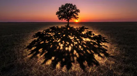 Magical Tree Shadow at Sunset
