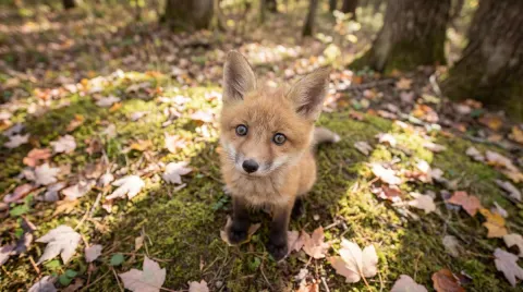 Baby Fox Gazing Up in Autumn Light