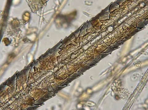 Microscopic World Wonders
