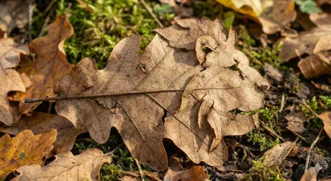 Leaf That Looks Like Lion
