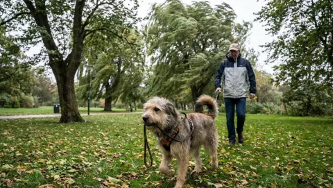 Dog Walking Human in Park