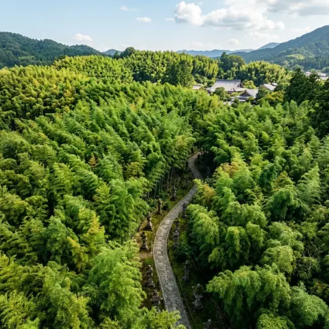 Emerald Bamboo Aerial Paradise