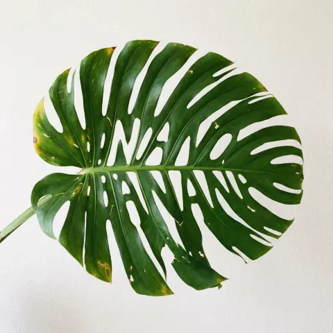 Monstera Leaf Text Art