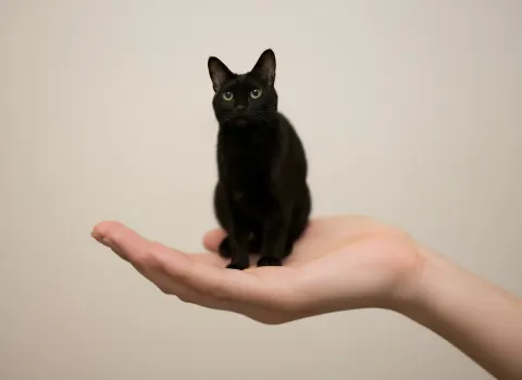 Palm-Sized Mini Animal Magic