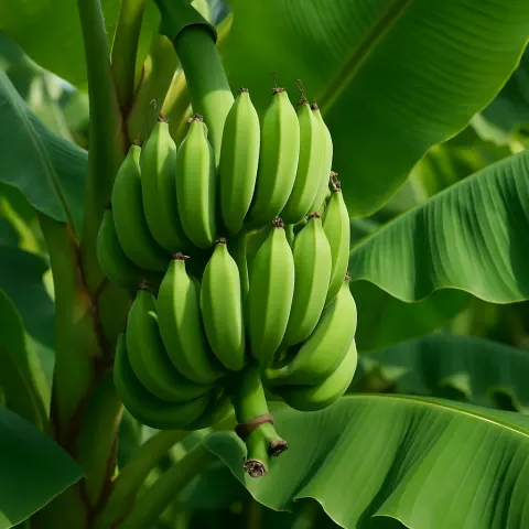Cluster of Green Bananas Hanging on a Banana Plant Surrounded
