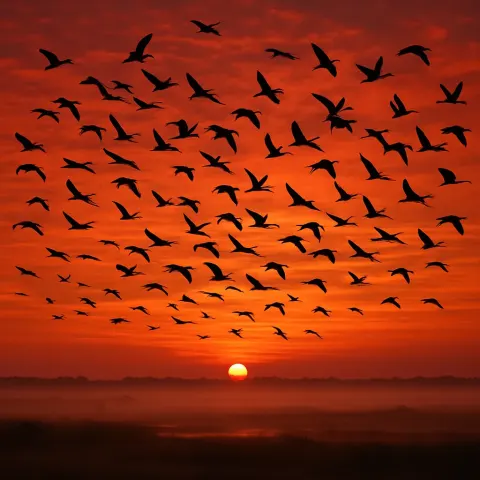Vast Flock of Migratory Birds Silhouettes
