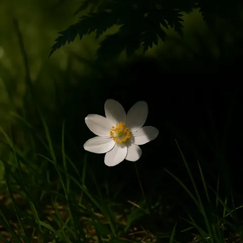 Lone Flower in Full Bloom Resting Among the Grass