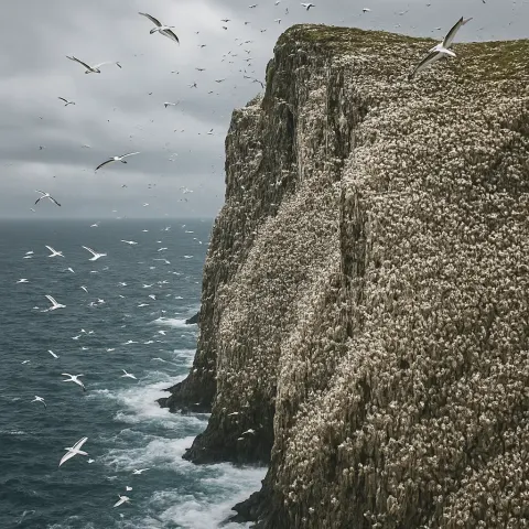 Innumerable White Seabirds Circle and Nest on the Sheer