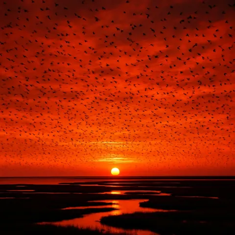 Myriad Tiny Silhouettes of Birds Wheel and Dive