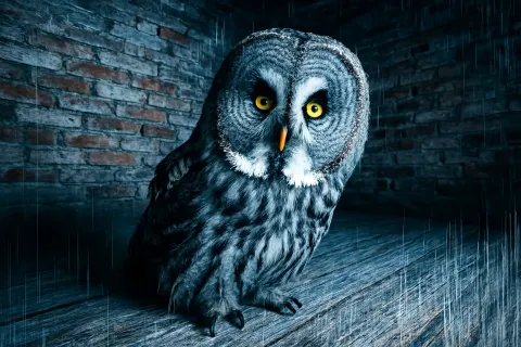 Single Great Grey Owl