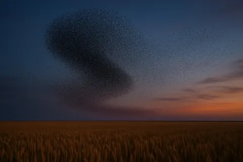 Countless Distant Starlings Swirl in a Mesmerizing Murmuration
