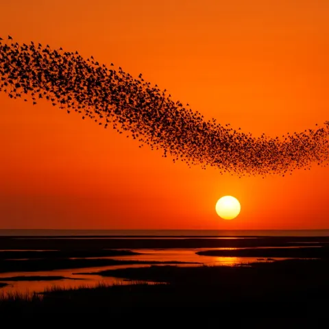Vast Flock of Innumerable Birds Forms a Sweeping Dark Ribbon
