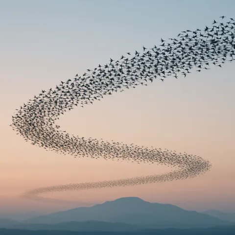 Immense Flock of Migratory Birds Forms a Dynamic