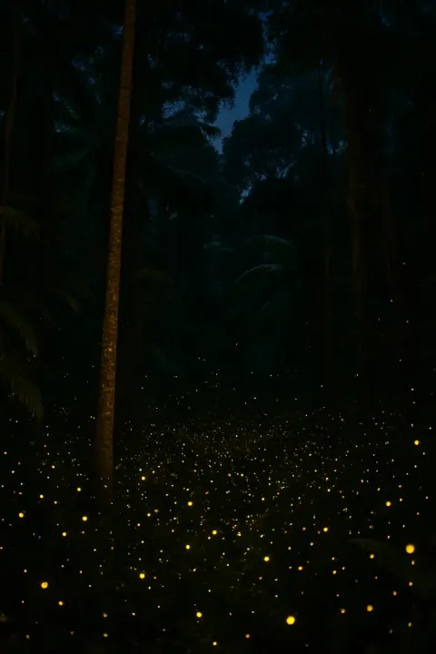 Innumerable Fireflies Create