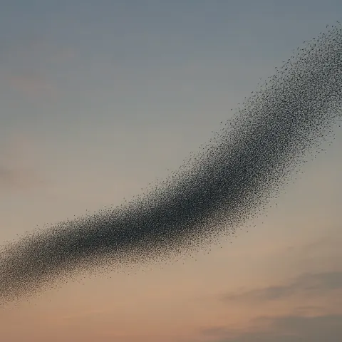 Vast Murmuration of Countless Tiny Birds Flows Like