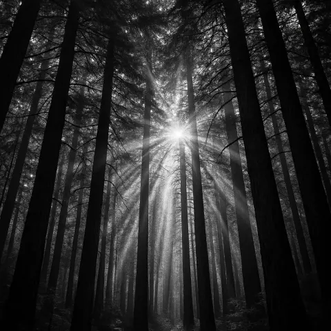 Black and White Photograph of Tall Trees in a Forest