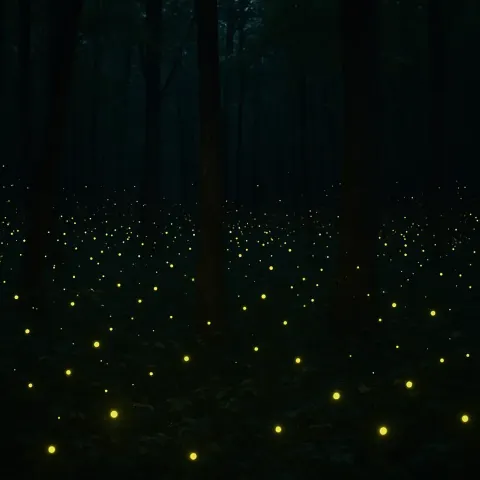 Group of Fireflies Flickers in Synchronized Patterns to Attract Mates